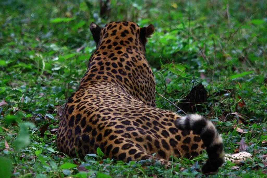 wildlife-9_6127324917_o