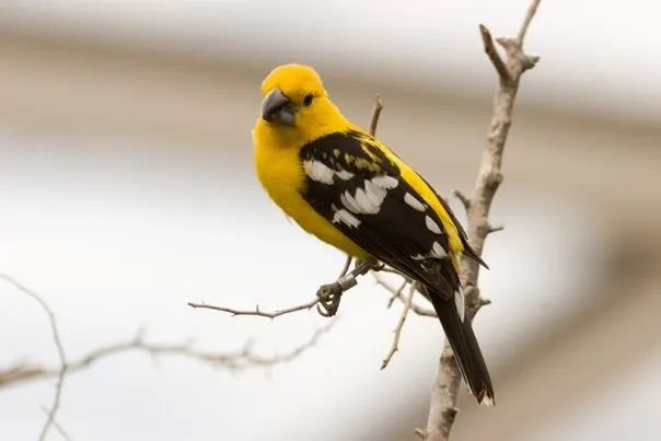 yellow mexican grosbeak