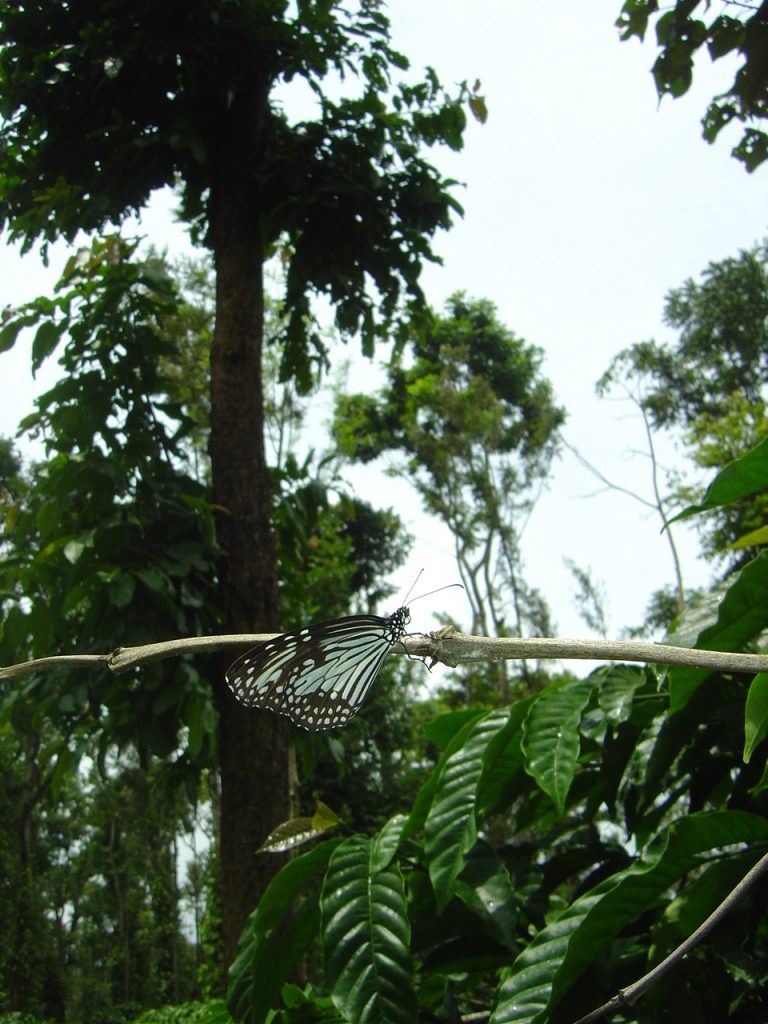 butterfly-74_3082755532_o
