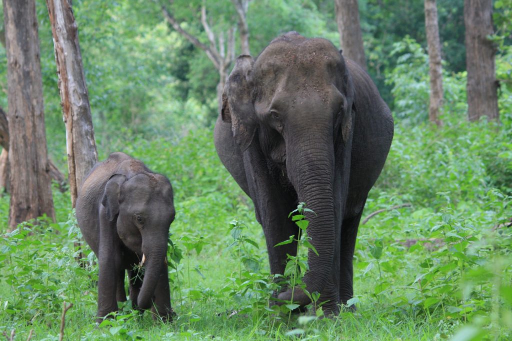 Coffee Forests and Wildlife Credits - EcoFriendly Coffee