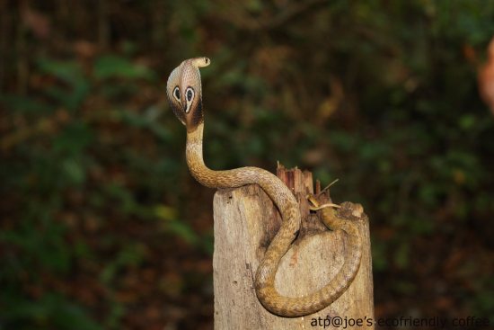 Coffee Forests and the Dancing Spectacled Cobra - EcoFriendly Coffee