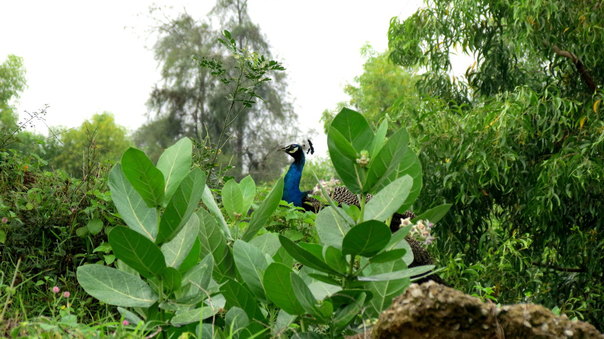 2014Aug. Dancing Peacock Slide-22