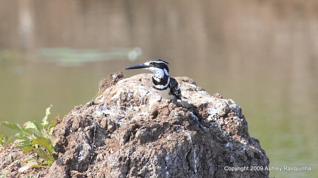 Lesser Pied Kingfisher