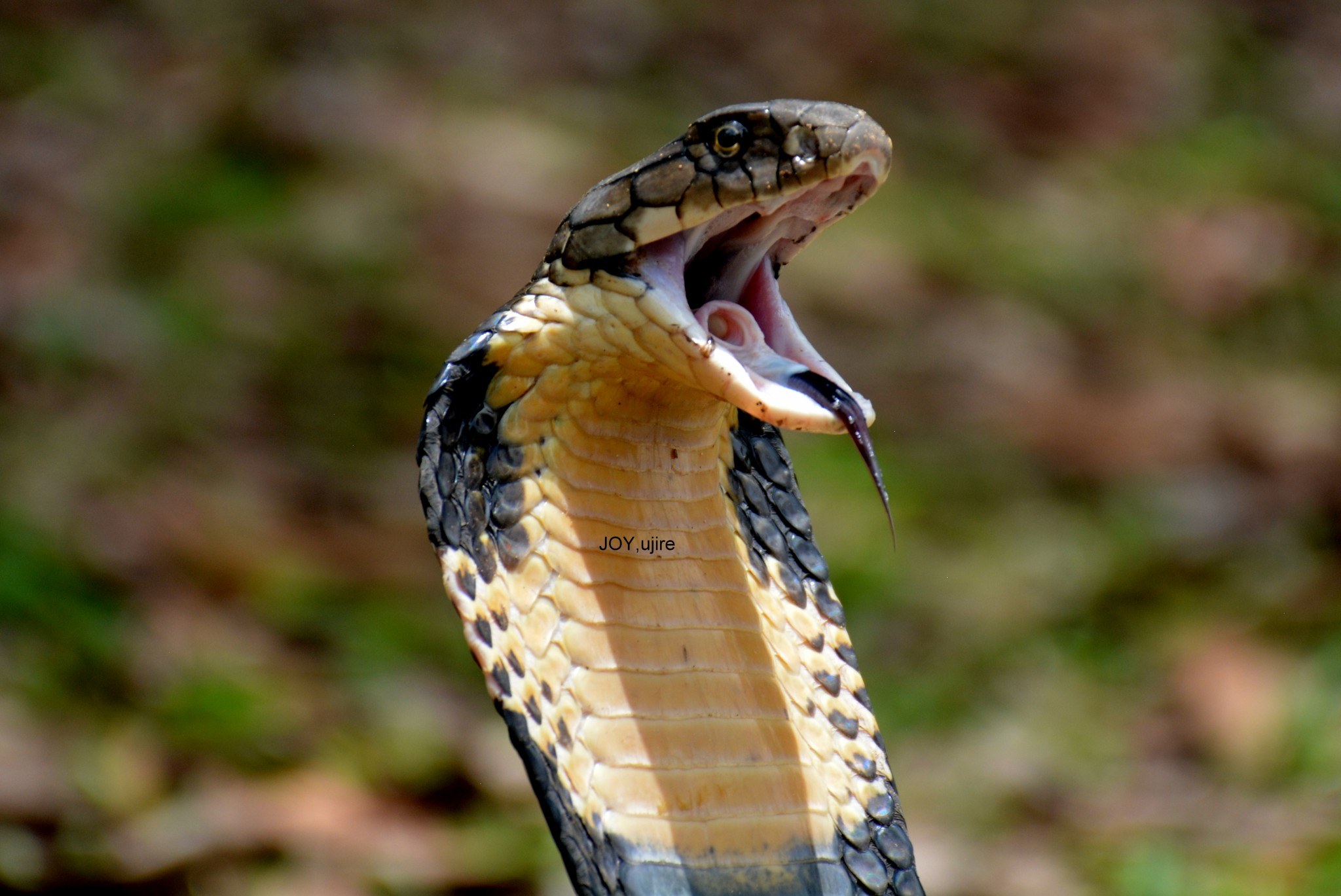 Is Coffee Harmful To Snakes? 