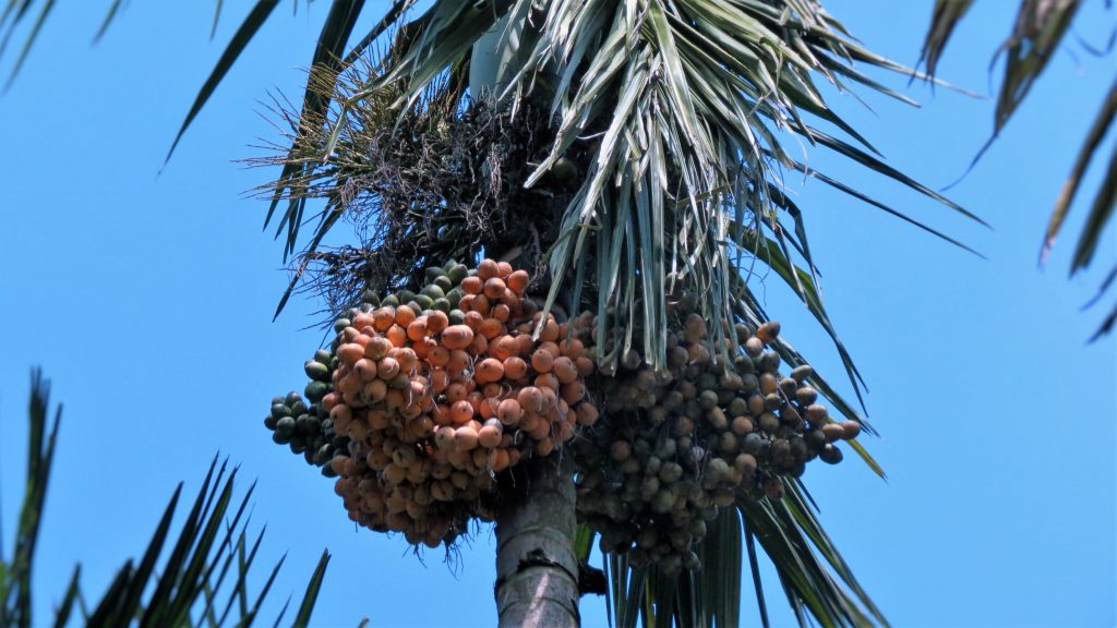 2016-areca-slide-5a-ecoorg