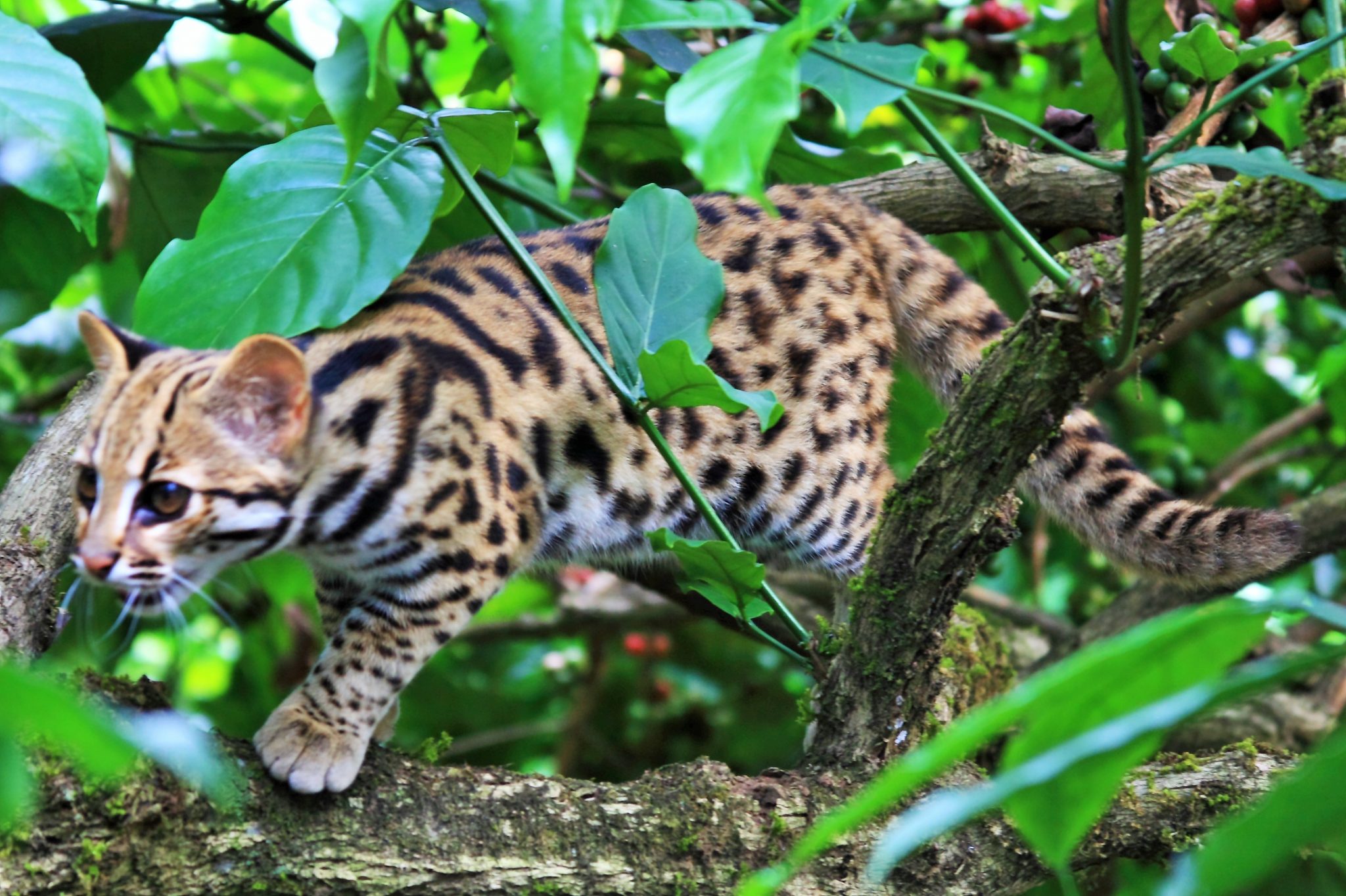 asian leopard cat