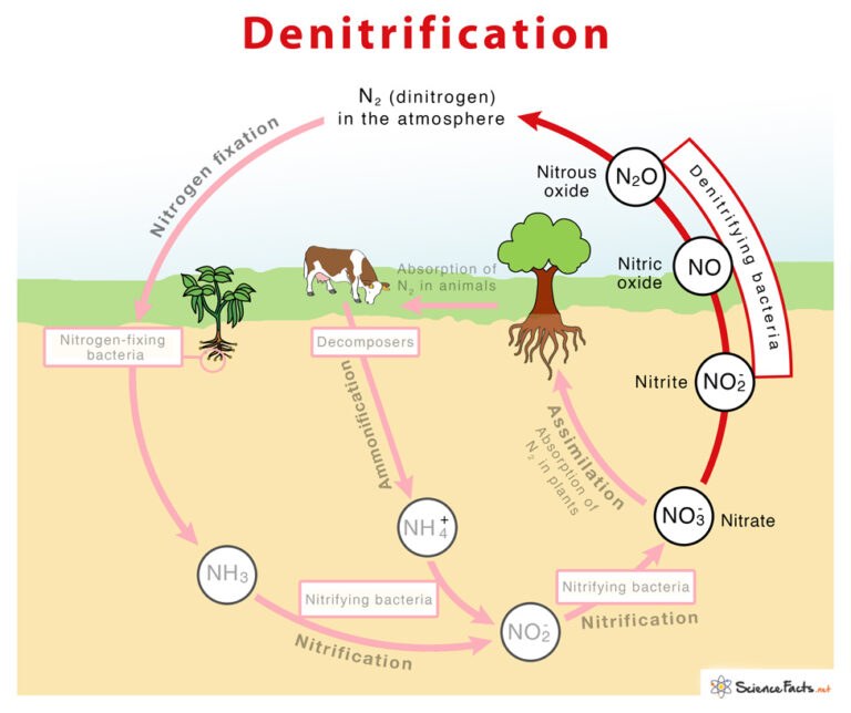 Role of Microbes in Denitrification - EcoFriendly Coffee